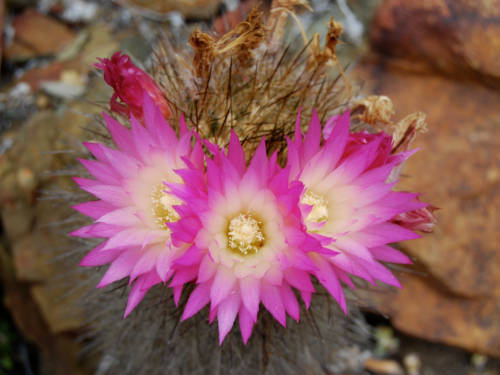 Due to unsustainable collection, mainly in coastal Chile, Eriosyce chilensis is now listed as critically endangered.